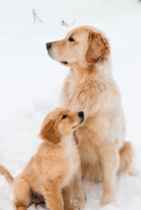 Regan, a golden retriever, sitting in fresh snow beside her golden retriever companion outside the workshop